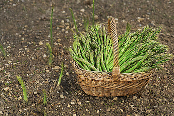 Image showing Asparagus