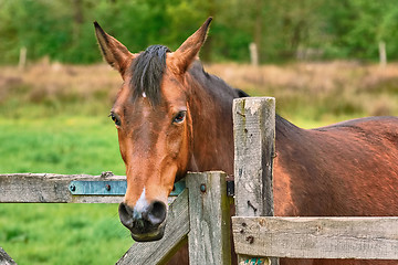 Image showing Portrait of the Horse