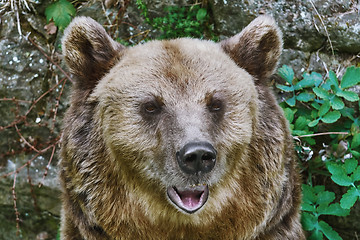 Image showing Portrait of the Bear