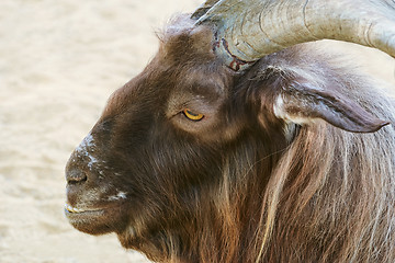 Image showing Portrait of Goat