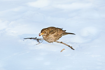 Image showing Song Thrush with Berry