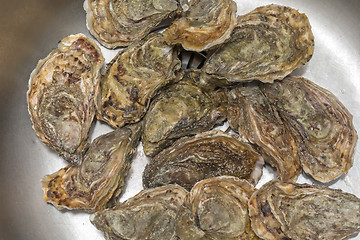 Image showing Oysters Bunch