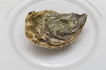 Image showing Closed Oyster Plate