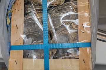 Image showing Oysters in Package