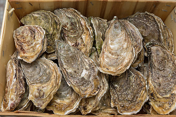 Image showing Oysters in Crate