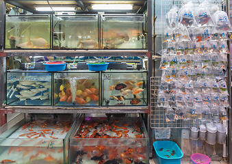 Image showing Pet Shop Hong Kong