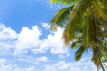 Image showing palm tree over blue sky