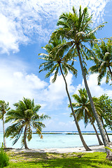 Image showing tropical beach with palm trees in french polynesia