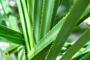 Image showing exotic green plant