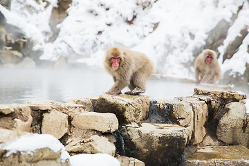 Image showing japanese macaques or snow monkeys at hot spring