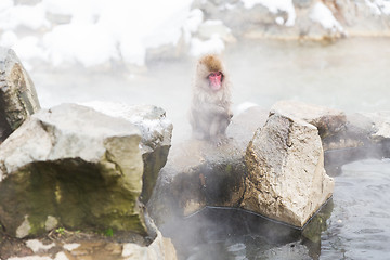 Image showing japanese macaque or snow monkey in hot spring