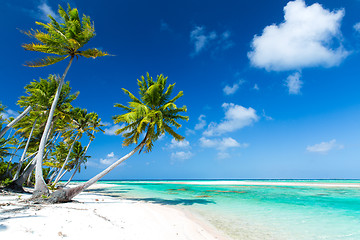 Image showing tropical beach with palm trees in french polynesia