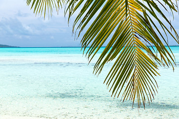 Image showing tropical beach with palm tree in french polynesia