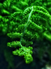 Image showing Very green beautiful fern photo