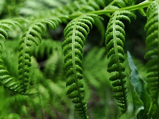 Image showing Green ferns