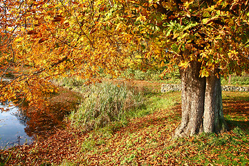 Image showing autumn in Denmark