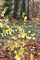 Image showing Leaves in autumn in Denmark