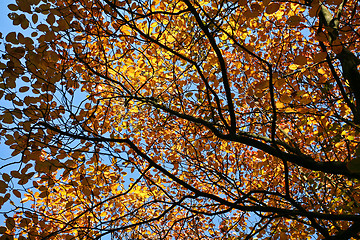 Image showing Trees in autumn in denmark