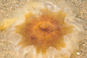 Image showing Octopus at the beach 