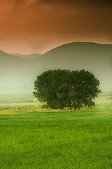 Image showing Tree behind a farm