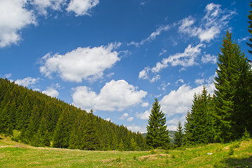 Image showing Evergreen forest in the summer