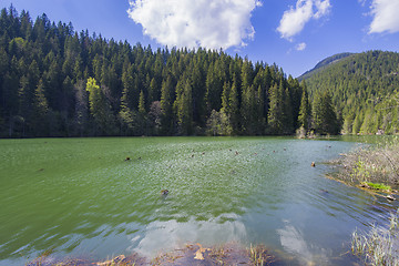 Image showing Green lake and evergreen forest