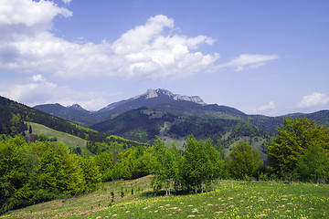 Image showing Forest panorama in springtime