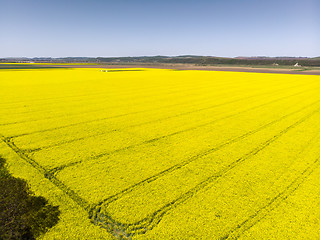 Image showing Aerial view of rape crop field