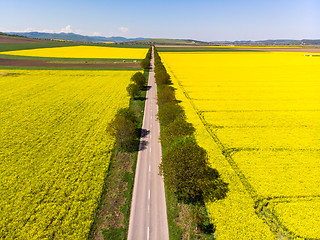 Image showing Aerial view of road between rape fields