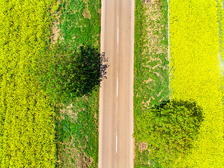 Image showing Road between yellow rape field