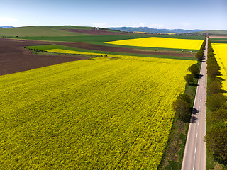 Image showing Yellow rapeseed fields near road