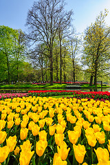 Image showing Flower beds of Keukenhof Gardens in Lisse, Netherlands