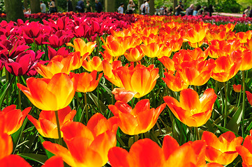 Image showing Tulip fields in Netherlands