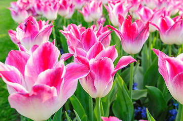 Image showing Tulip fields in Netherlands