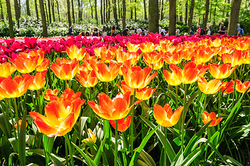 Image showing Tulip fields in Netherlands