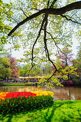 Image showing Flower beds of Keukenhof Gardens in Lisse, Netherlands