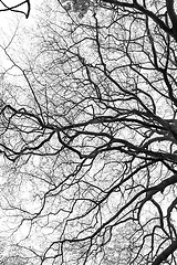 Image showing tree branch silhouette on white background