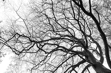 Image showing tree branch silhouette on white background