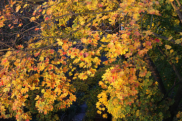 Image showing Foliage of bright yellow autumn maple tree