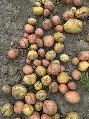 Image showing Fresh organic potatoes on the ground