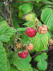 Image showing Branch of raspberries in a summer garden     