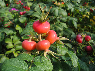 Image showing Dog-rose berries. Dog rose fruits (Rosa canina). Wild rosehips.