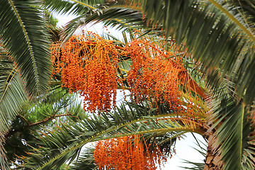 Image showing Palm tree with bright orange fruits