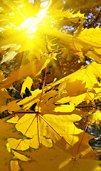 Image showing Bright yellow foliage of maple tree