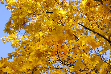 Image showing Beautiful branches of bright yellow autumn maple