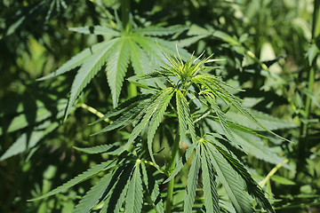 Image showing Green fresh foliage of cannabis plant (hemp, marijuana)