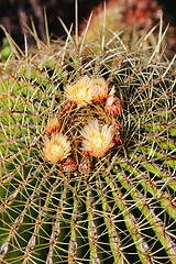 Image showing Large cactus with yellow flowers