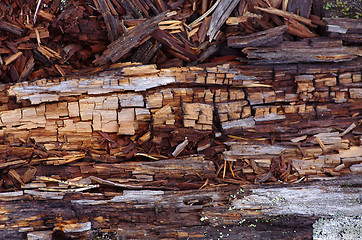 Image showing Collapsing trunks of fallen trees