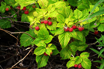 Image showing Raspberry bush with bright ripe berries 