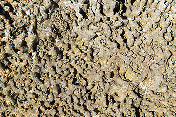 Image showing close up of hard stony coral